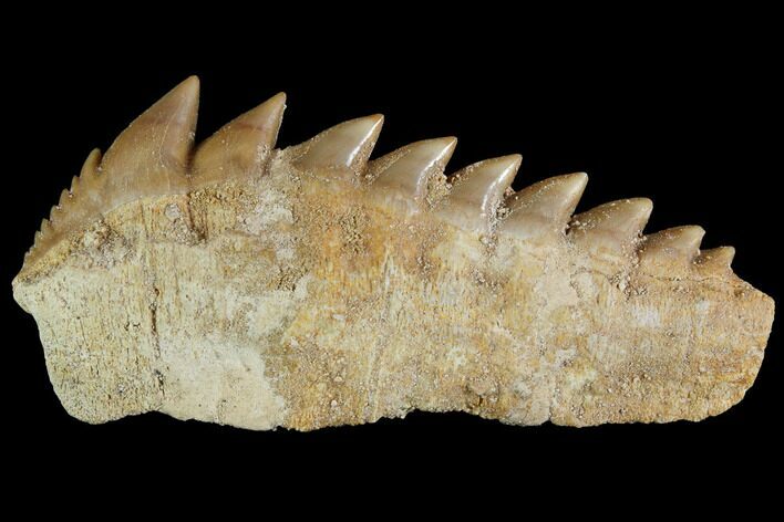 Large, Fossil Cow Shark (Hexanchus) Tooth - Morocco #92624